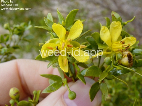 creosotebush